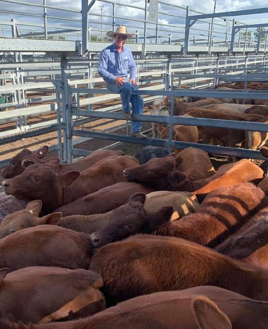Will Conachan from Savage Barker & Backhouse - GDL, with a pen of Shorthorn-Angus cross heifers sold for 386.2c/kg, averaging 247kg, to make $952/head.