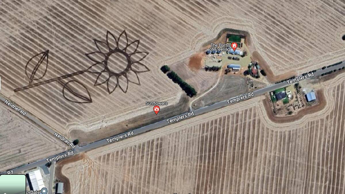 The image of the sunflower, next to the Barns of Freeling. Picture from Google Earth