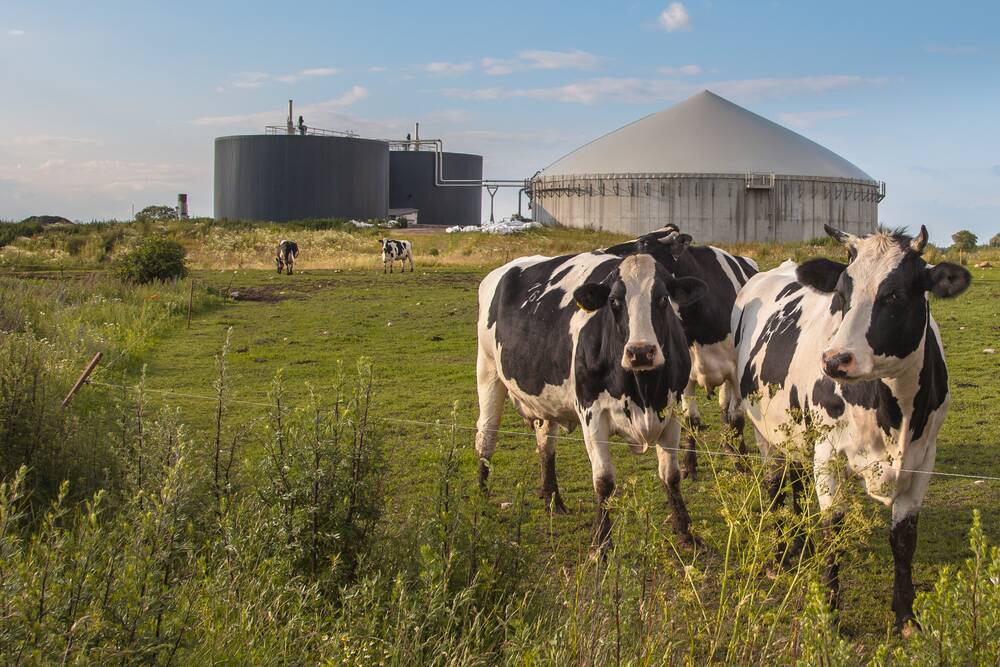 How your dairy farm may benefit from a gas hot water system