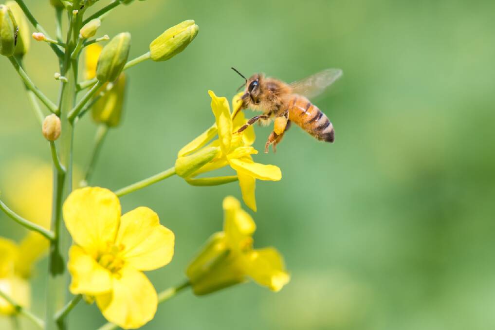 MainMan insecticide can be used over flowering and is not classified as toxic to bees. 
