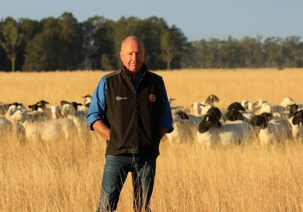 POSITIVE PLAN: David Curtis, Bellevue Dorper and White Dorper Stud, Millmerran, QLD, made the right move producing this breed after previously being involved as a Merino producer.