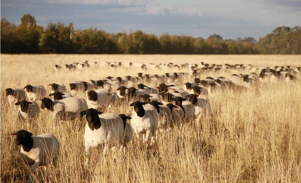 QUALITY AND QUANTITY: The flock of Dorper ewes at Bellevue Grazing are among the best about.