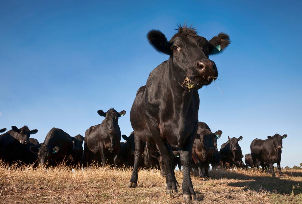 Bright-eyed, healthy animals: Pinkeye can really take a toll during drought conditions. Mr Watson says the main building block to a successful livestock business starts with healthy and happy animals.