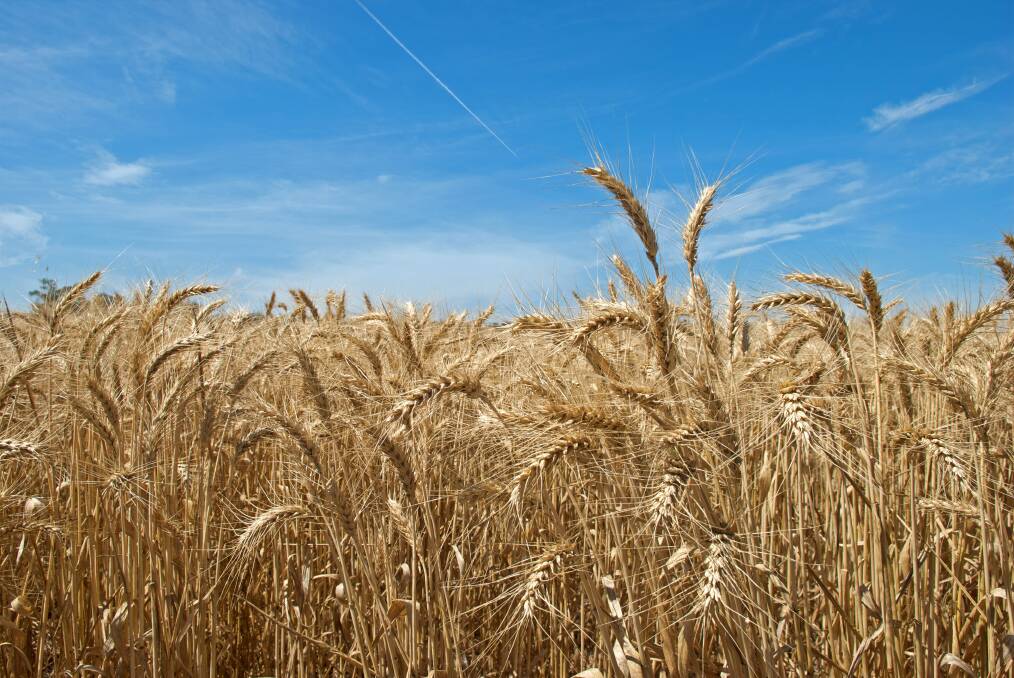 Weather, prices and production: what to expect this harvest