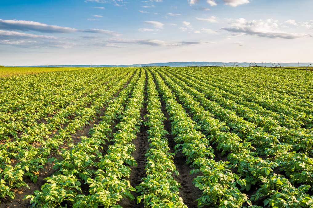 Trigger™, a new humic granule developed by Incitec Pivot Fertilisers, contains both humic and fulvic acid, addressing a key barrier to incorporating humic substances into a fertiliser program. Picture Shutterstock