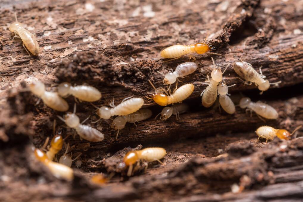 Why regular termite treatments are essential