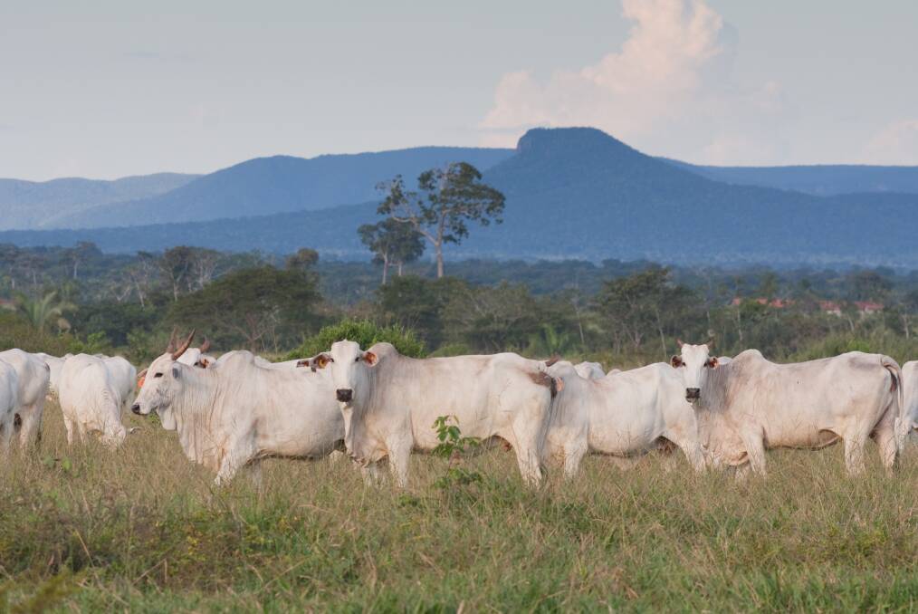 Beef cattle on grazing country in Mato Grosso, Brazil, where a case of BSE has been confirmed. 