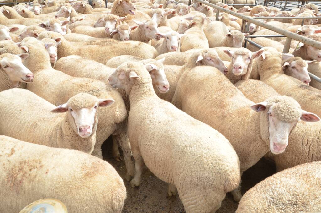 YARDING FALLS: Lamb numbers tumbled at major saleyards at the start of this week on the back of more rain, recent price falls and uncertainty about coronavirus. 