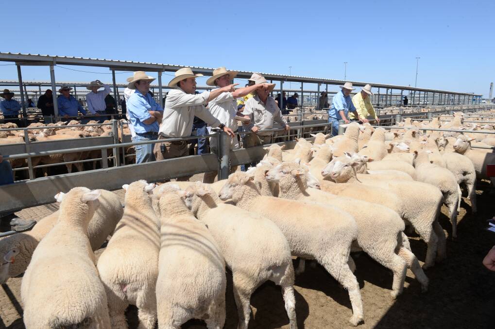 BIDDING DUELS: Processors are having to battle with restockers and feedlotters at big sheep sales as rain spurs optimism in the sheepmeat sector. 