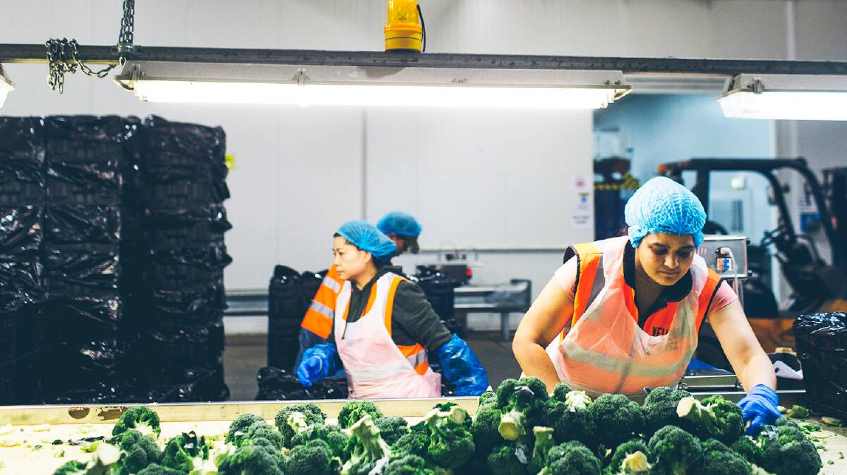 FARM FACTORY SAFETY: Employees pack vegetables on the Velisha family's horticultural farm at Werribee South. 