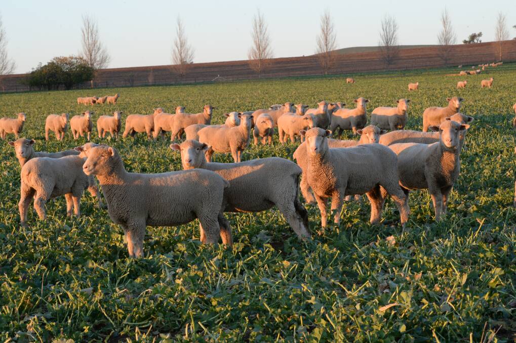 GOLDEN GLOW: Reduced slaughter turn-off and strong international demand is continuing to put upward pressure on saleyard lamb prices. 