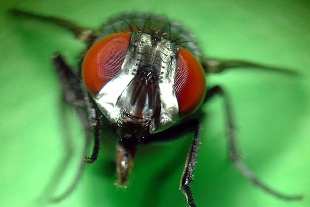 DAMN YOU LUCILIA: A new report says the Australian sheep industry can eliminate flystrike caused mainly by the Lucilia cuprina blowfly. 