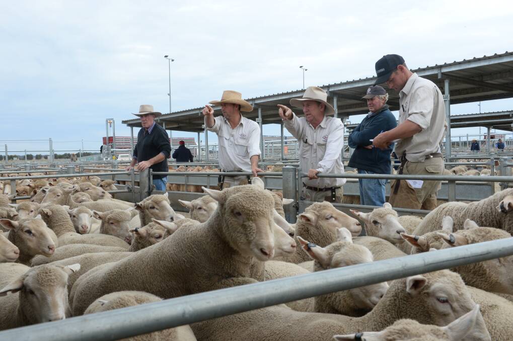 OFF THE BOIL: Lamb prices have been retreating from the record levels in July but remain historically high. 