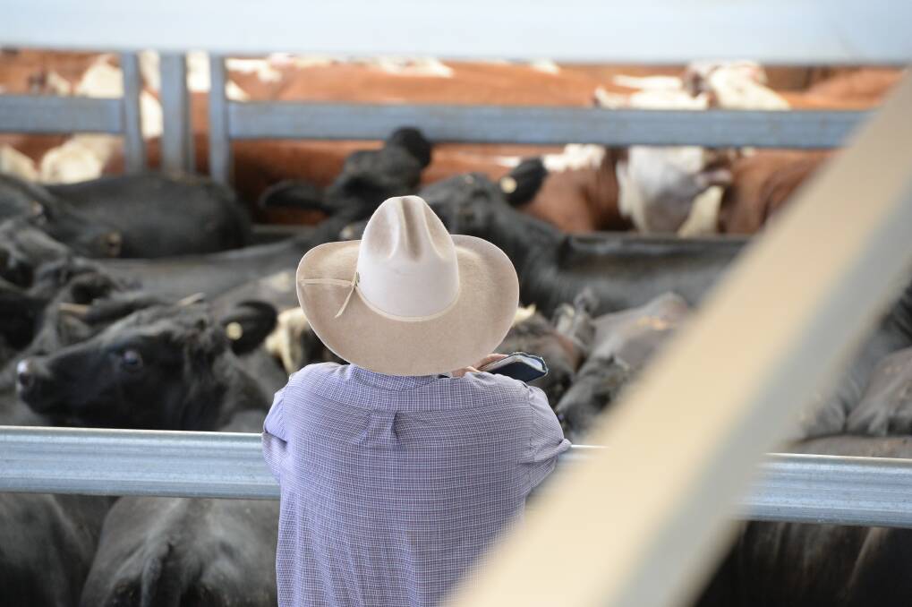 The Eastern Young Cattle Indicator (EYCI) has again taken an unwelcome dip on the back of too little follow-up rain to recent heavy but patchy falls in wide parts of eastern Australia.   