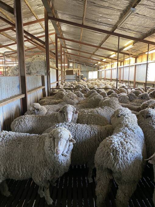Wool continues to rise, but industry specialists fear wool coming out of storage will see quantity increase beyond levels that buyers can currently handle.