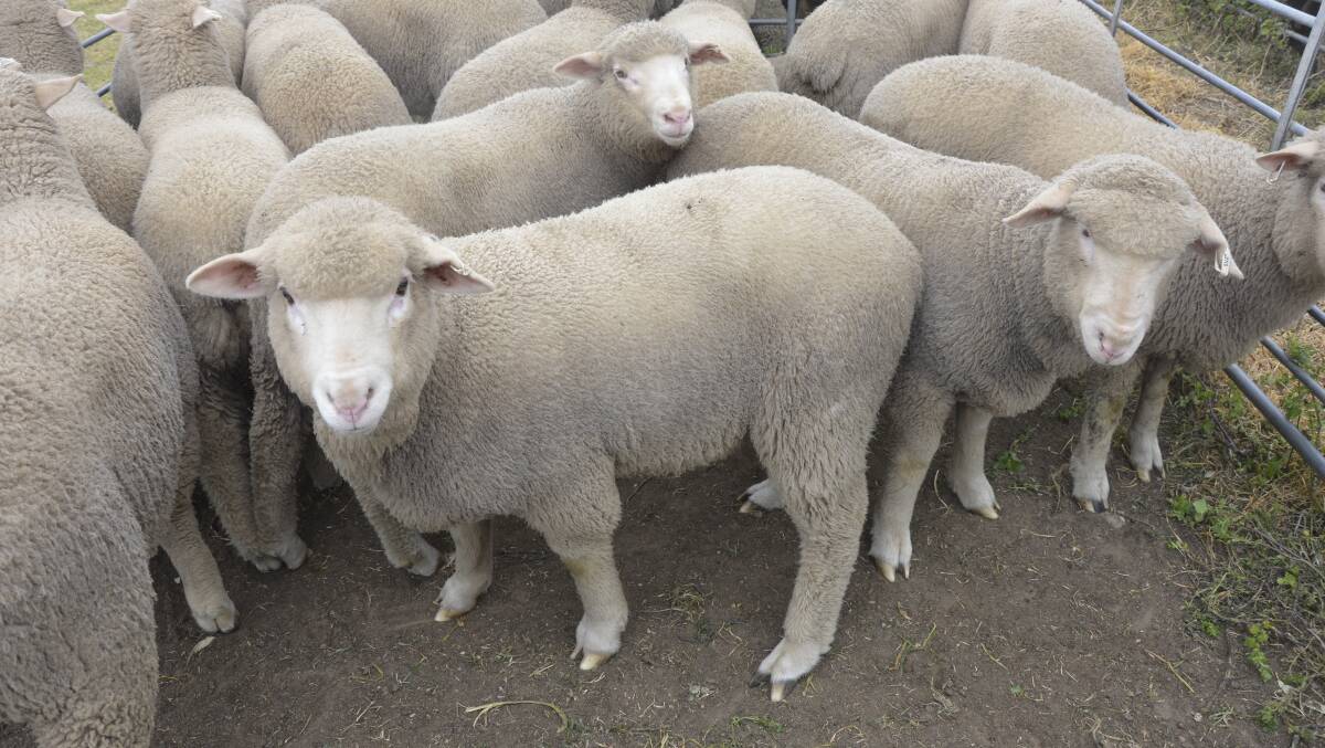 Australia's new definition of lamb has now officially been changed in export legislation.