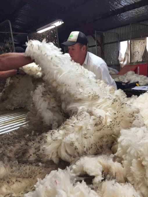 Individual Merino price guides (MPGs) across all three selling centres generally rose by five to 92 cents. 