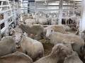 READY TO ROLL: Sheep aboard a live export vessel last year in route to the Middle East. WA farmers say they are ready for discussions around future of billion dollar live export sheep industry.