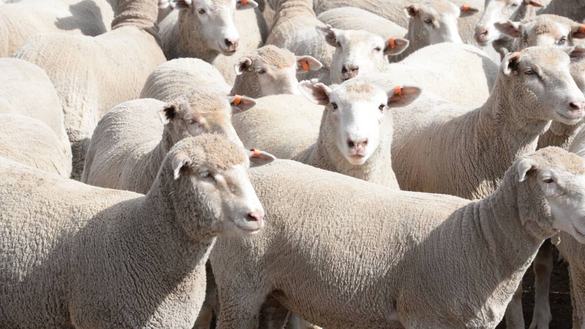 Aussie lamb exports rebound