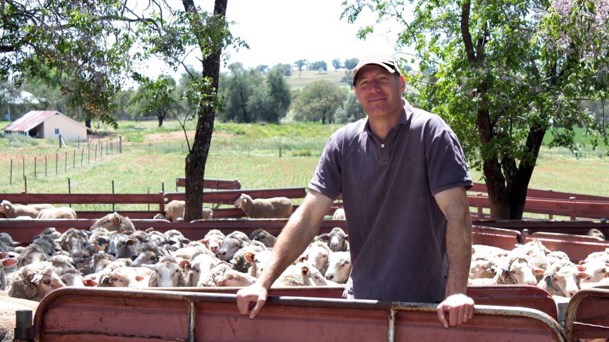 NSW Department of Primary Industries livestock researcher,  Dr Gordon Refshauge, says condition scoring and pregnancy scanning are the two top tools to help ensure sheep and wool producers get the best outcomes this breeding season.