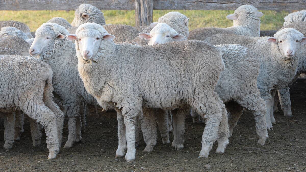 The humble Merino lamb is now making new ground, not just competitive against a terminal breed, but with the wool off their back, often outplaying their opposition. 