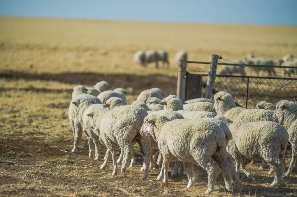 In the mid 80s wool made up 90pc of all the revenue in the sheep industry compared to around 40pc today. 