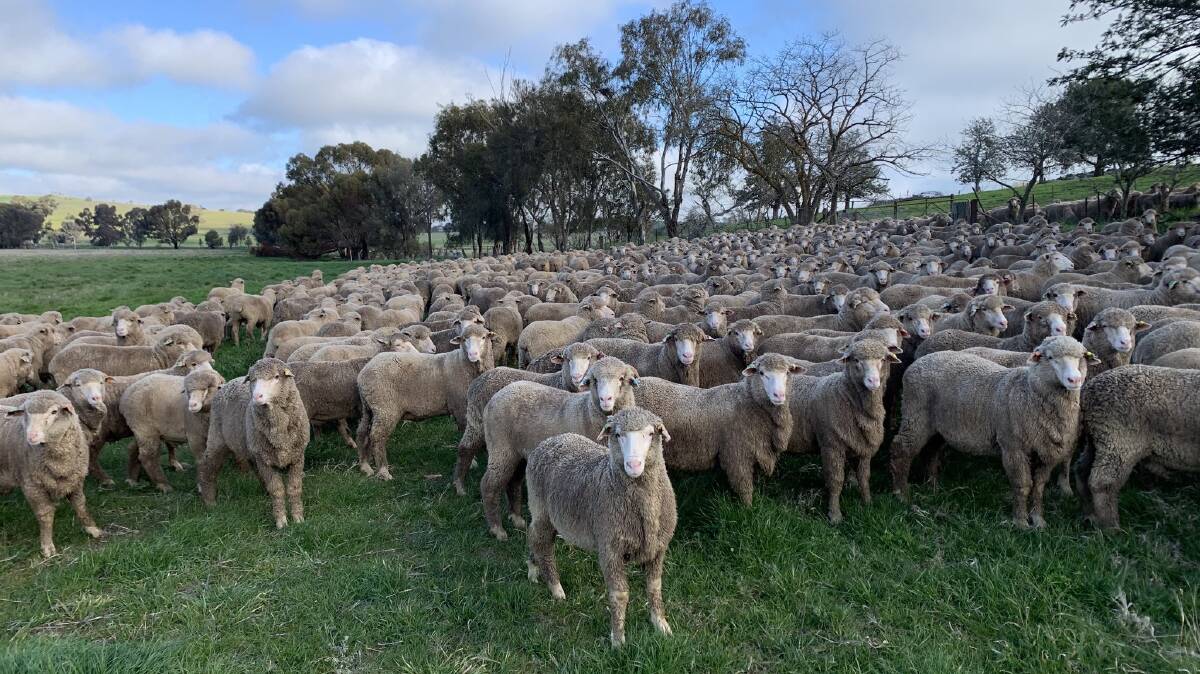 Lambs are weighed every four weeks, with the most recent on July 30. They are now averaging 58 kilograms body weight, gaining 23kg in 16 weeks. Photo supplied. 