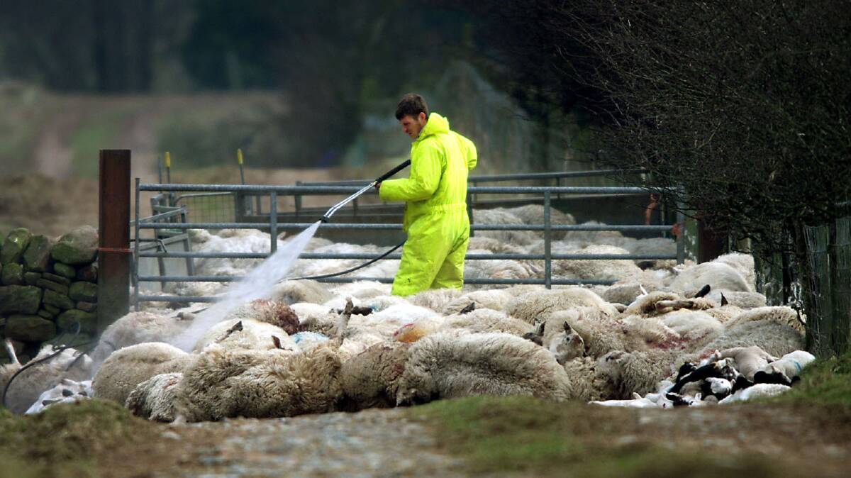 SILENT SPREADER: A man sprays disinfectant over dead sheep in the United Kingdom in 2001, where a breakout led to the army destroying thousands of sheep. Photo: Jeff J Mitchell