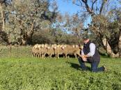 Woodpark Poll stud principal Stephen Huggins, Hay, NSW, with a selection of this year's quality sale rams.
