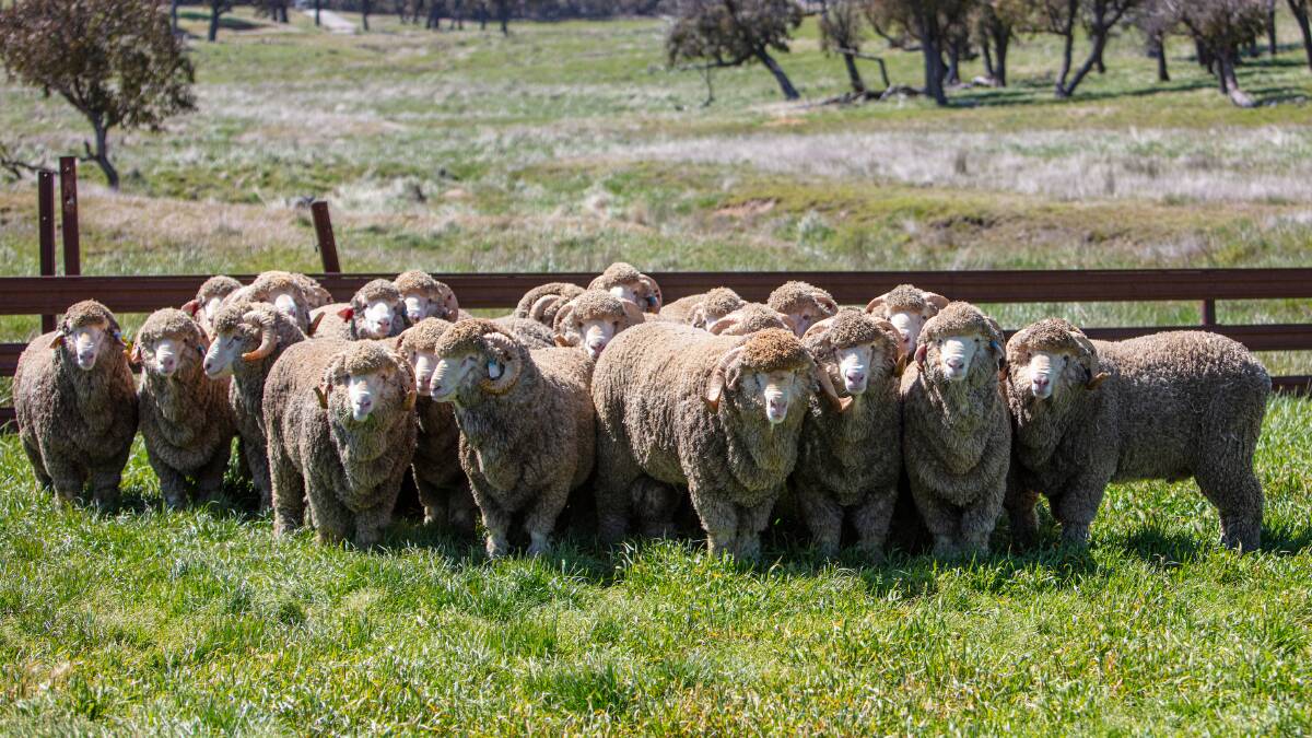Merino producers can diversify their business to meet consumer demands, improve wool production and quality all while delivering premium value lamb cuts.