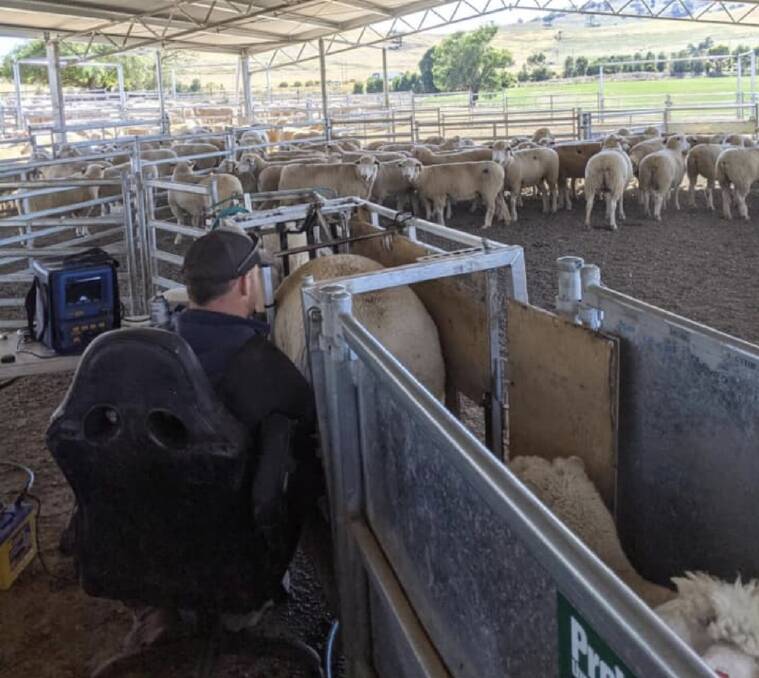 NOT THE BEST: Scanning rates have been varied with disappointing results earlier in the season, especially in ewe lambs. 