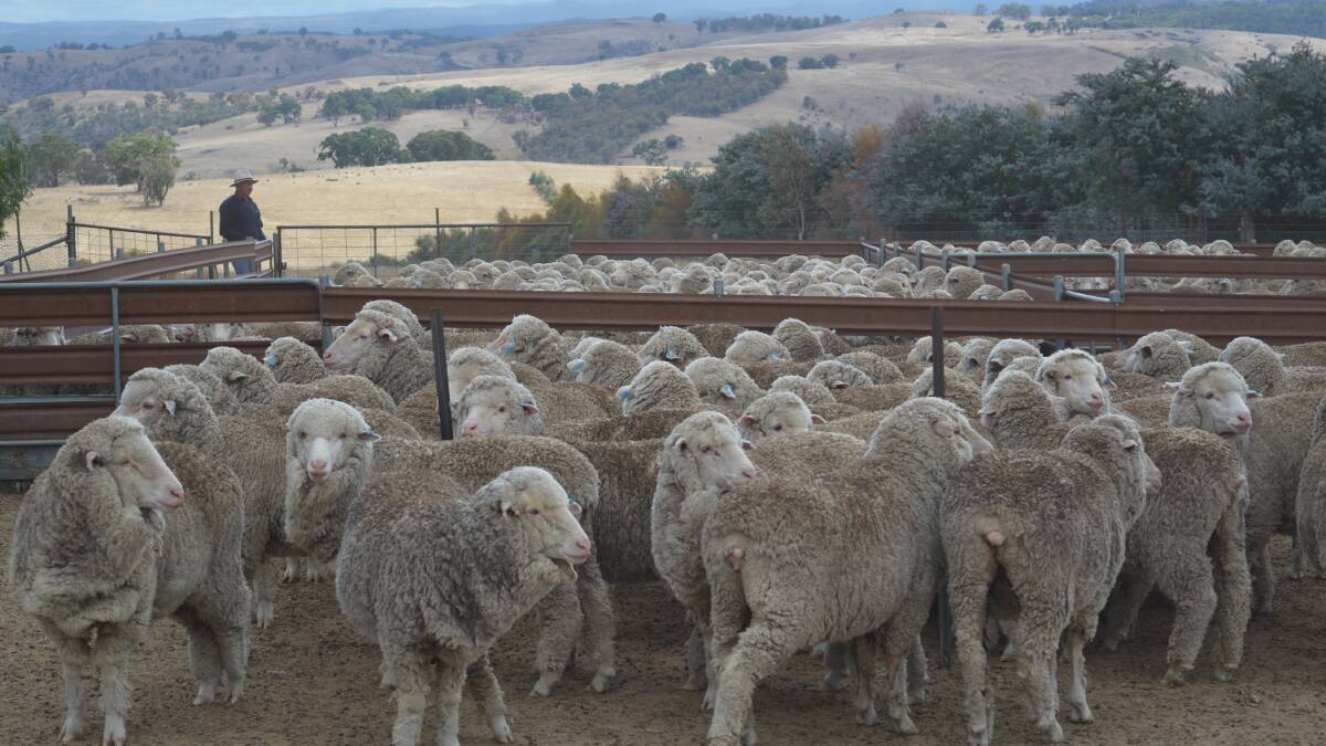 World first Sheep Sustainability Framework seeking industry opinion