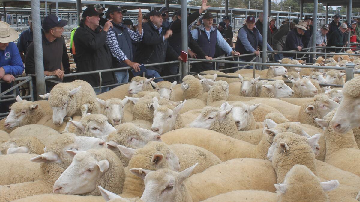 Prices get a nudge as lamb supply tightens