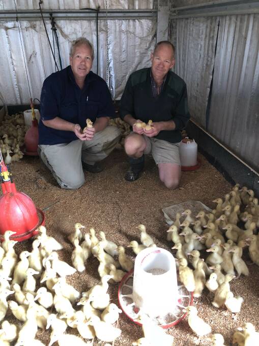 Brothers Marc and Jos Brummelman with some of the ducklings that are shedded for 10-14 days after hatching, depending on the weather, before being given the run of the farm.