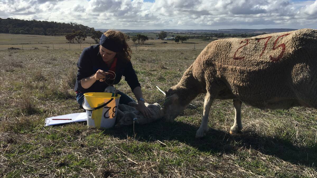 Tagging lambs at birth for an experiment as part of her PhD which researched the affect of mob size on ewe-lamb behaviour and lamb survival at The University of WA Future Farm, Pingelly.