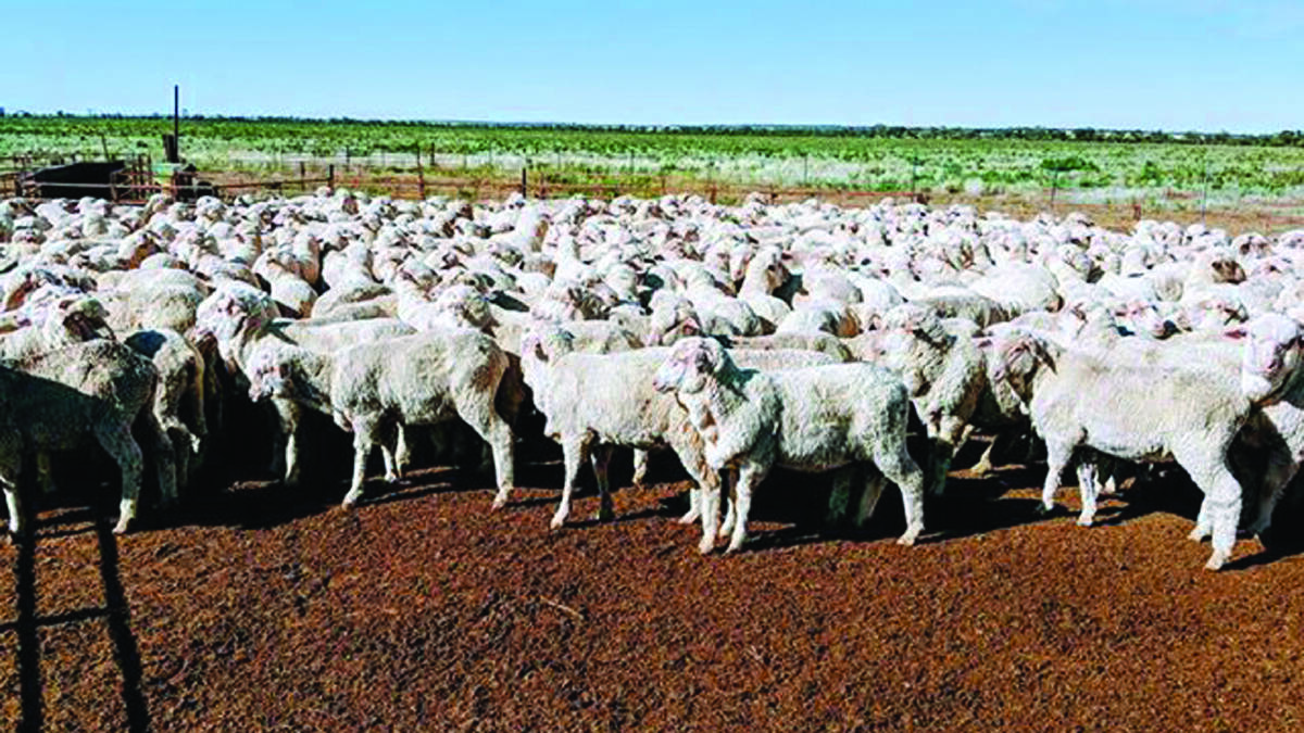 Richard Putter sees his 400 Merinos as a vital part of his operation.