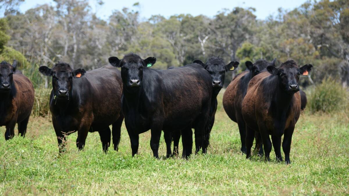  Last year's top price vendor Tomasi Grazing, Karridale, will be back in the sale again with a small but select offering of 16 Angus heifers, which are PTIC to Angus bulls.