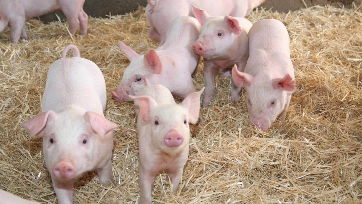 estpork has added to its business by taking over the GD Pork piggeries in West Pinjarra and Kojonup. 