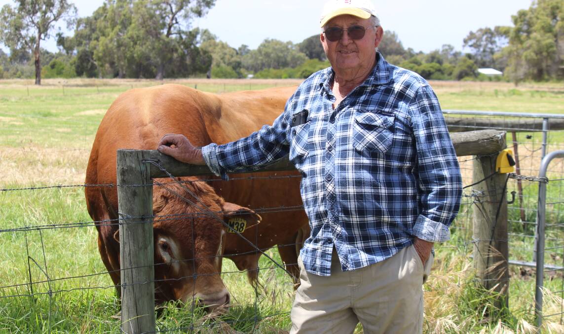 Bullsbrook beef producer Lindsay Payne with one of his Tara Limousin bulls he uses over his Shorthorn female herd to produce first cross calves.