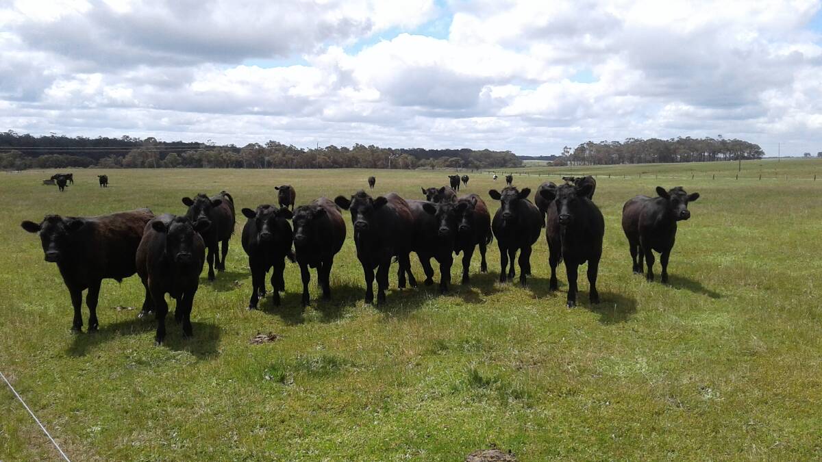 Bushby Grazing, Karridale, will offer 21 forward store condition Angus steers aged 16-18 months at the sale.