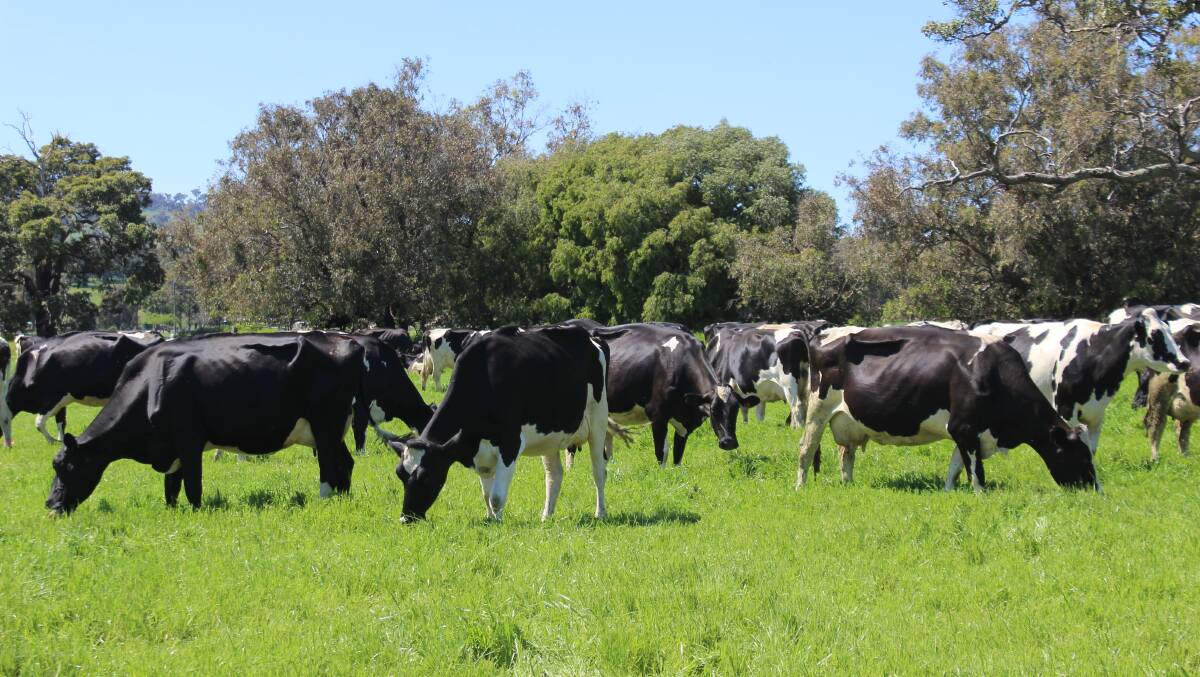 The focus of the Italiano dairy operation has always been on quality, with pasture renovations and genetics investments continuing throughout the many years of farming in the Wokalup area.