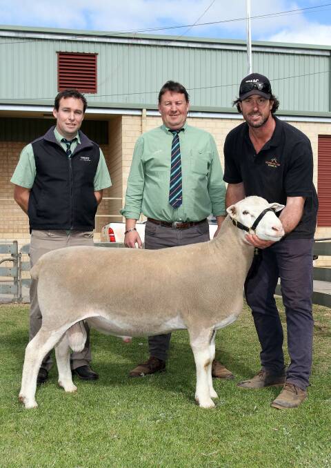 The $20,000 top-priced British Breed ram for 2018 was this White Suffolk ram sold by the Ditchburn family's Golden Hill stud, Kukerin, to the Ledwith family's Kolindale stud, Dudinin, at the WA Elite White Suffolk and Suffolk sale at Wagin. With the ram were Landmark Dumbleyung agent Scott Jefferis (left), Landmark Breeding representative Roy Addis and Golden Hill stud co-principal Nathan Ditchburn, Kukerin