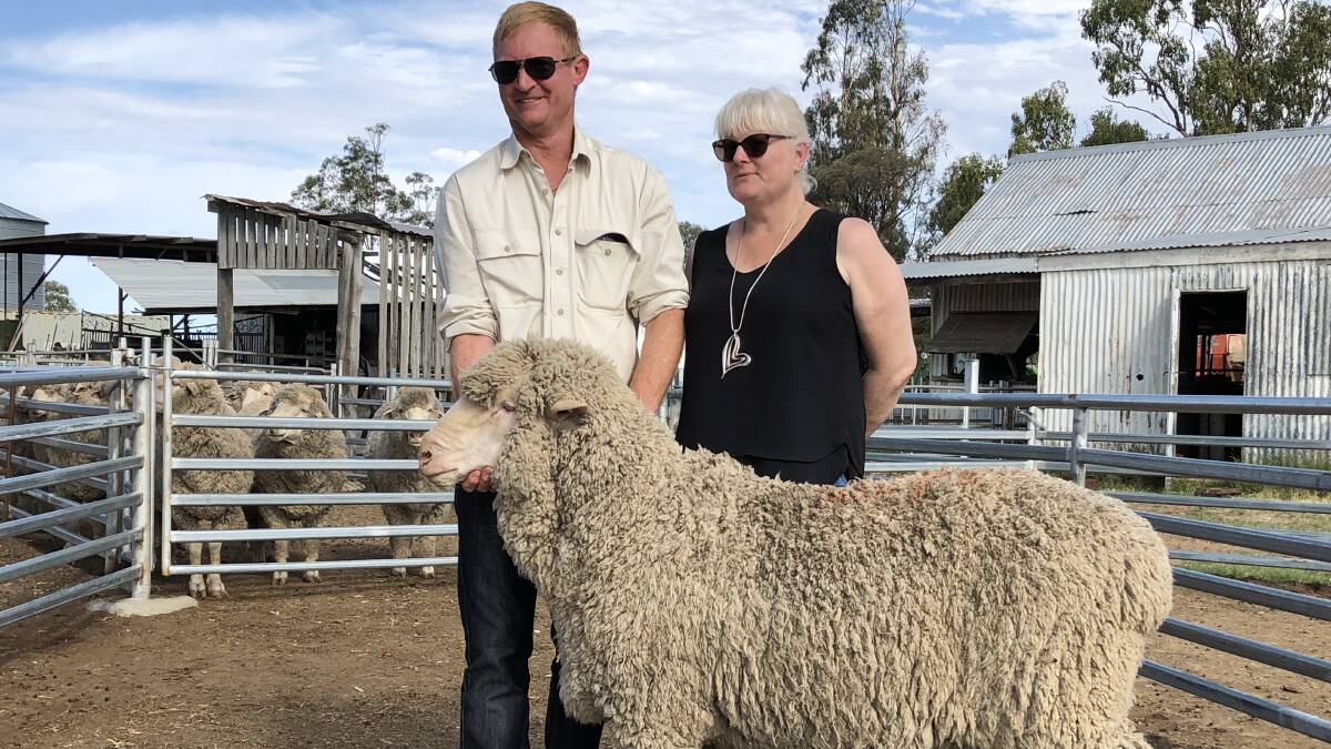 Calcaling stud principals Athol and Sandie Ventris with the sire they purchased from the Well Gully stud, Mitchell, Queensland, privately for $30,000.