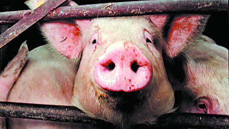 Uncertain future for WA pork producer