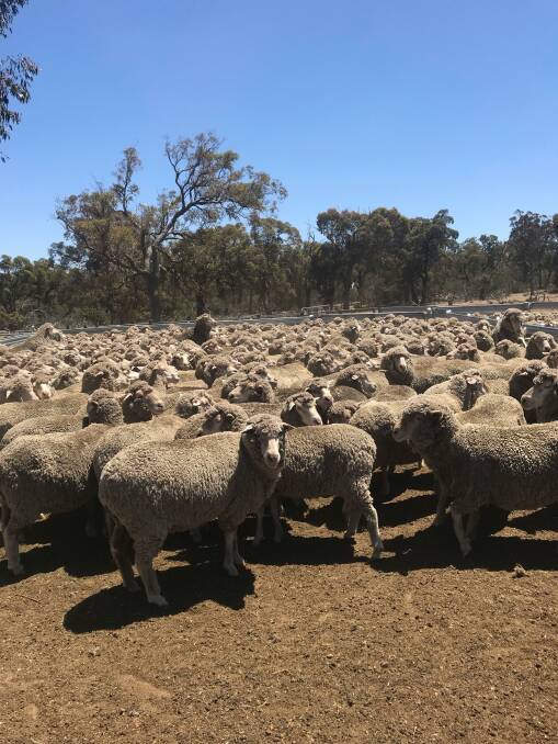 Some of the ewes to be offered at the Elders Kojonup ewe sale on Friday, December 14. The ewes will be offered bare shorn with the flock average sitting at 18.5 micron with a wool cut of just under 6 kilograms.