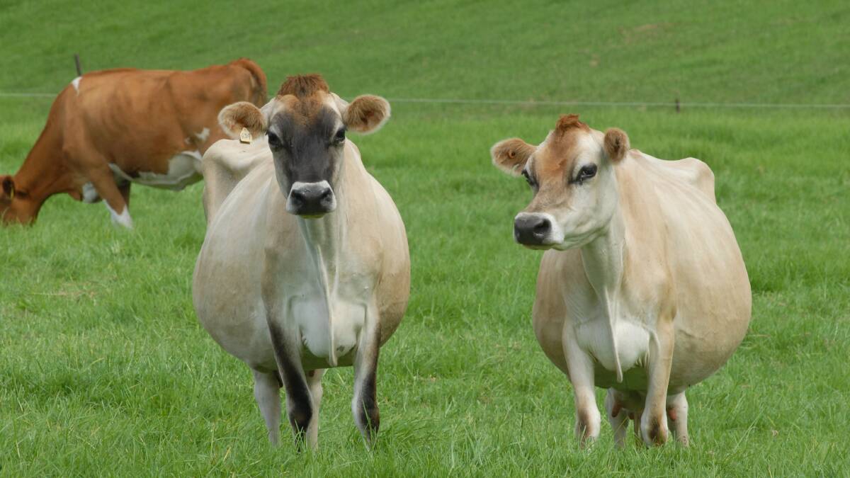New judges to decide Australia's best Jersey cows