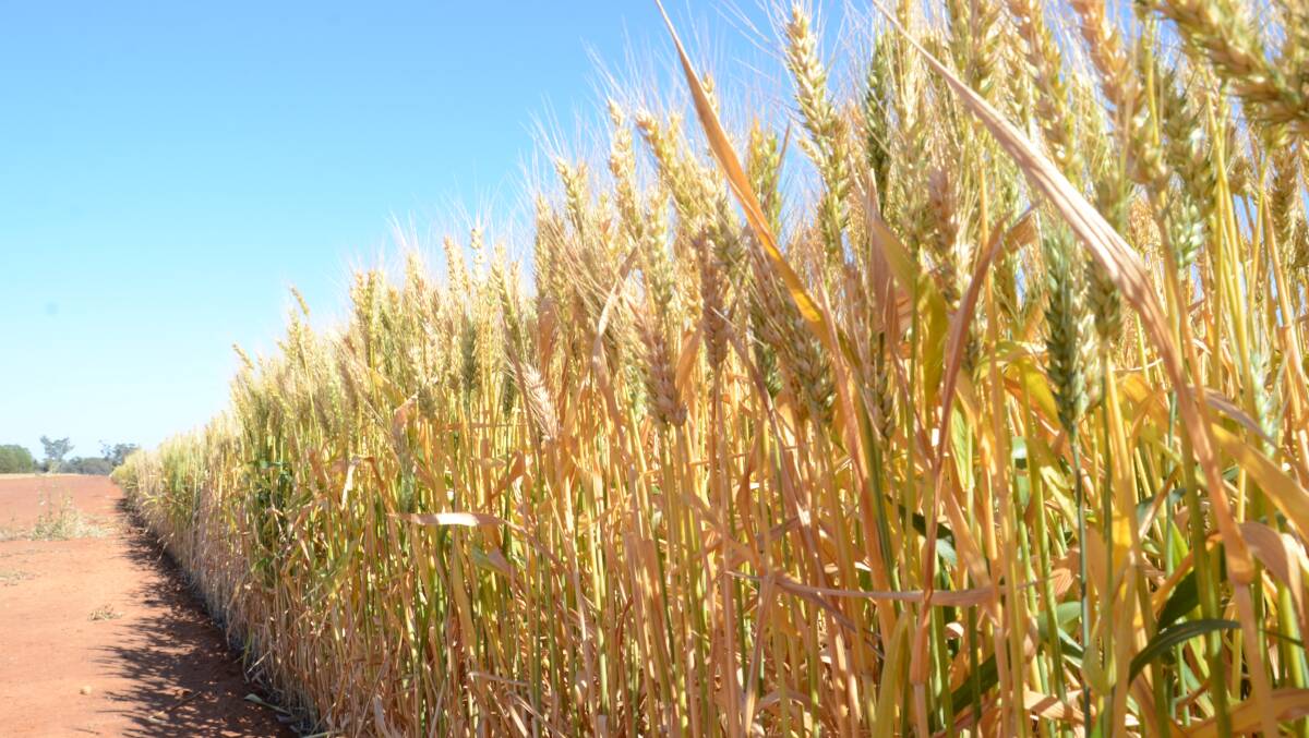 Australia losing relevance as a global wheat exporter