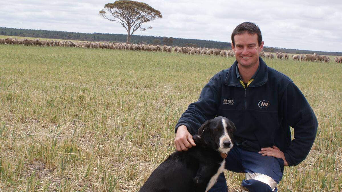 Ross Gooding and dog Max in front of a mob of 860 Merino wether lambs that have been grazing on a frosted wheat crop cut for hay then frozen since mid-October. The Goodings are the WAMMCO Producer of the Month for September.