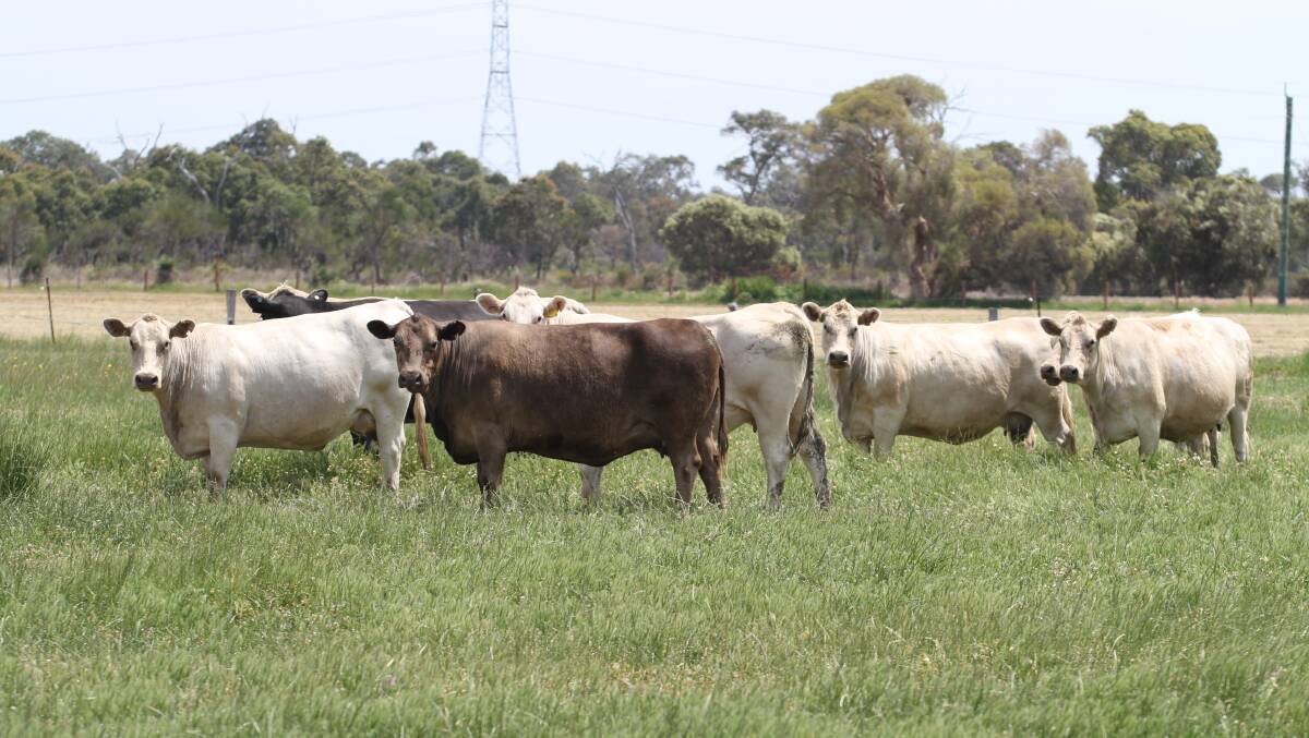 A feature of this month's Elders store cattle sale at Boyanup is the complete female herd dispersal of TR & AE Larter, Coolup. The dispersal will consist of 50 Charolais and Murray Grey cross first to eighth calving cows PTIC to a Charolais bull and due to calve February, 2018, onwards.