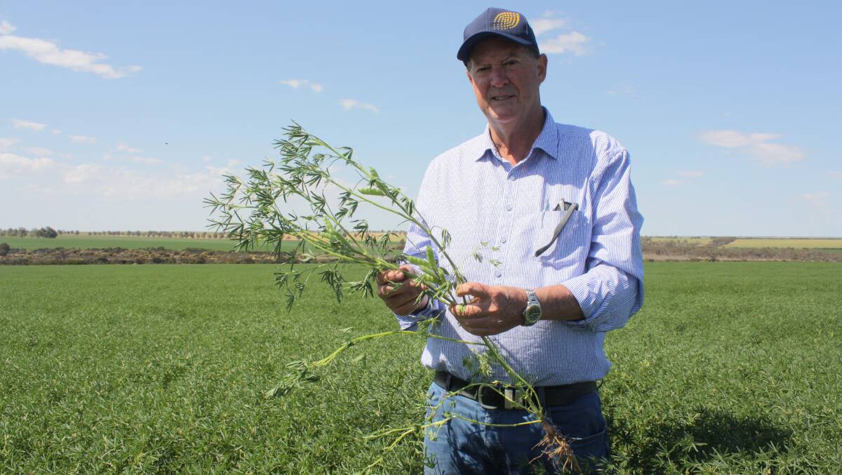 Coorow farmer Rod Birch is one of the growers of The Lupin Co who shares a passion for lupins and has long vouched for their potential for human consumption. Lupins are an essential part of his farming operation which also involves wheat, barley and canola.